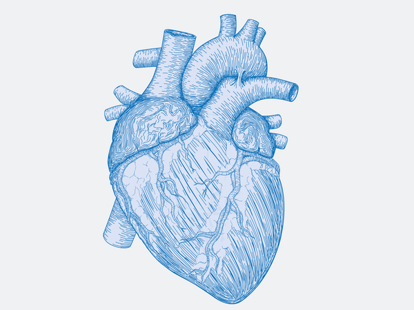 Grafik Herz - Kardiologie - Immanuel MVZ Barnim